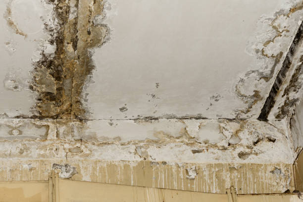 Best Post-Construction Mold Inspection  in Mendota, CA