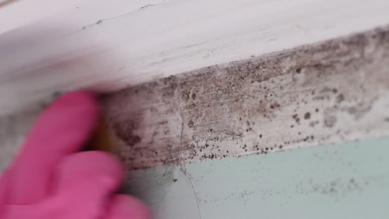 Mold Removal for HVAC Installations in Mendota, CA